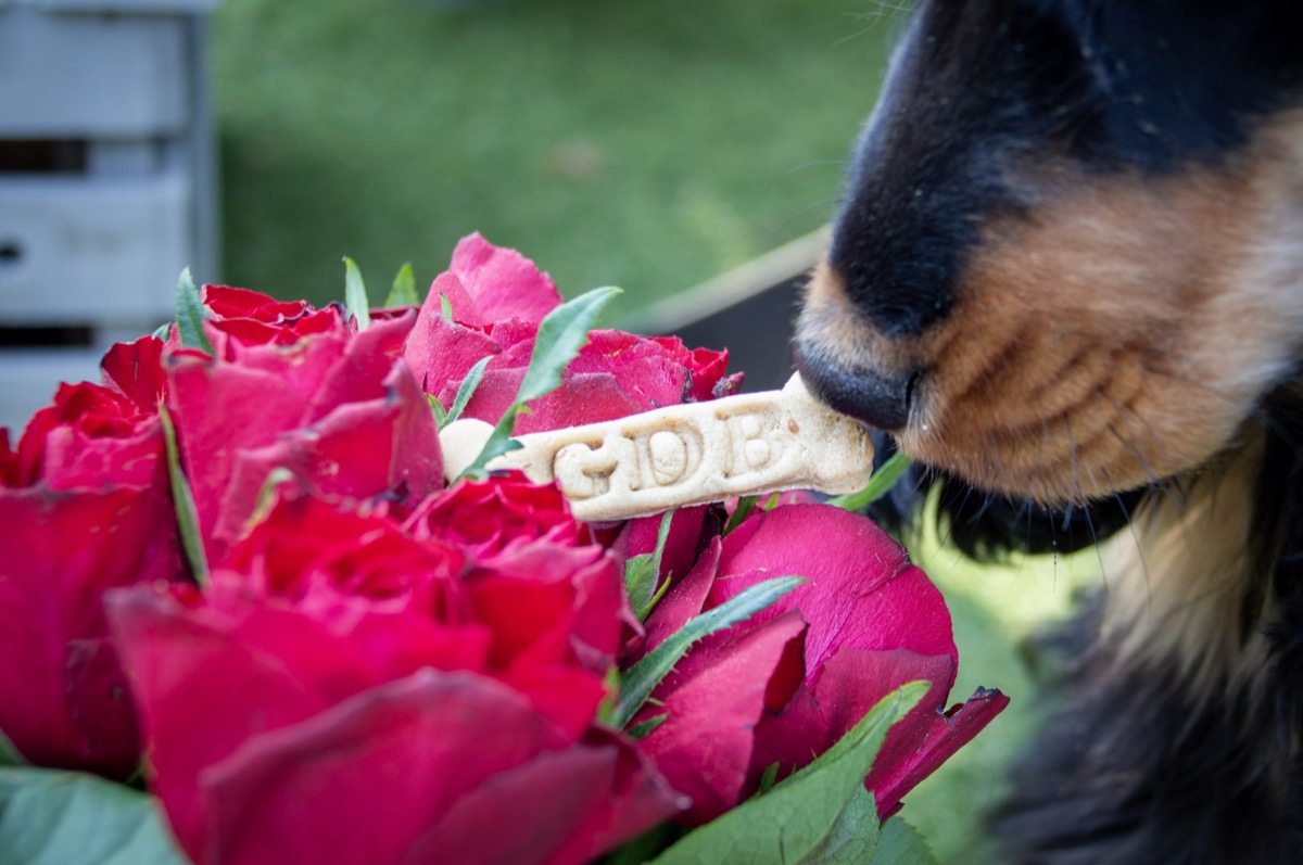 Gâteau d'anniversaire sans céréales pour chien à la farine de pois chiche