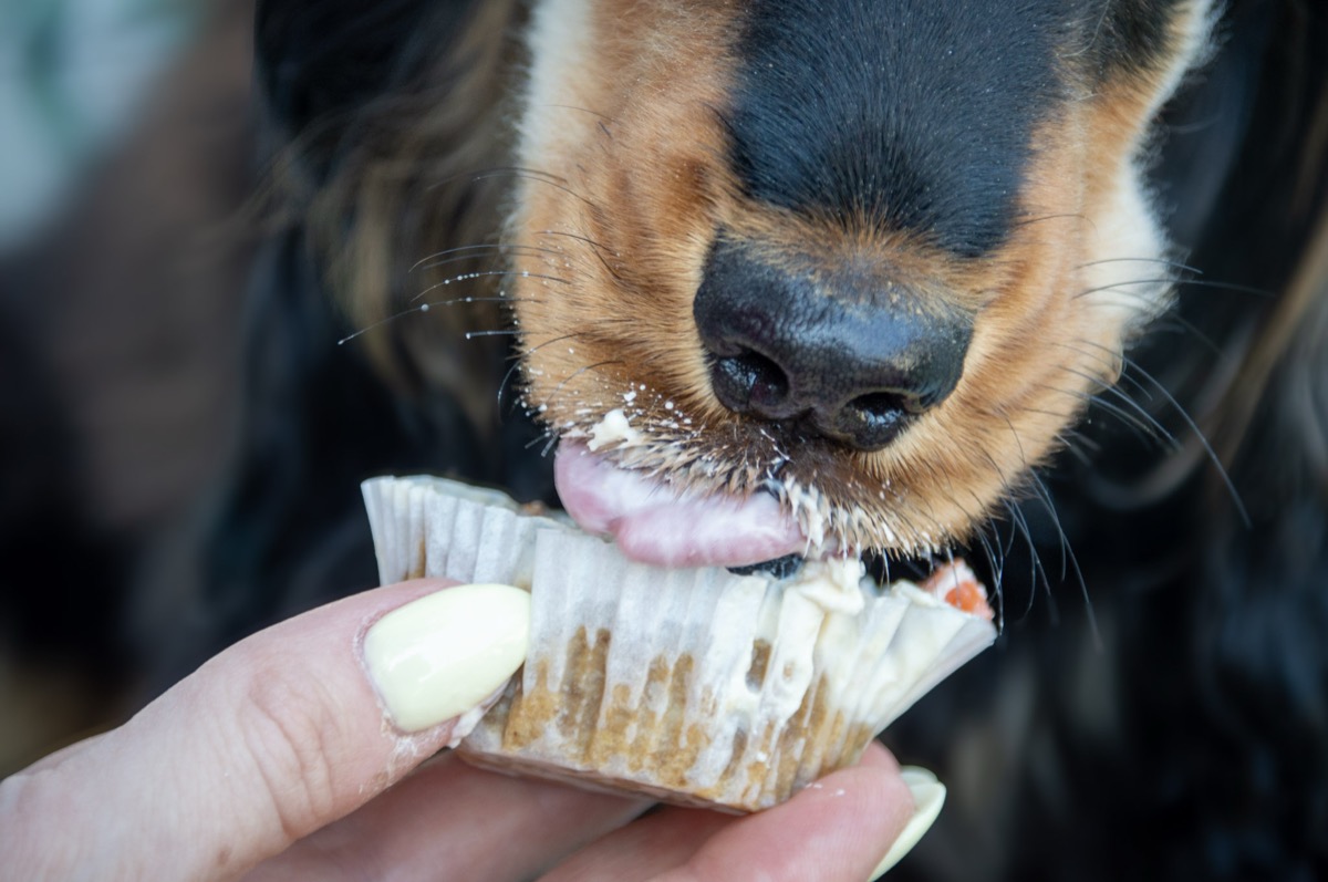 Adélaïde le cocker qui déguste un cupcake artisanal pour chien