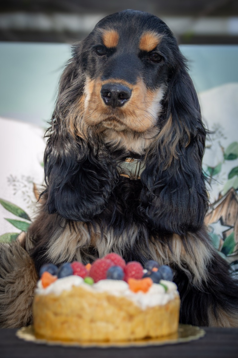 Adelaide le cocker anglaise devant son gateau d'anniversaire decore de fruits frais