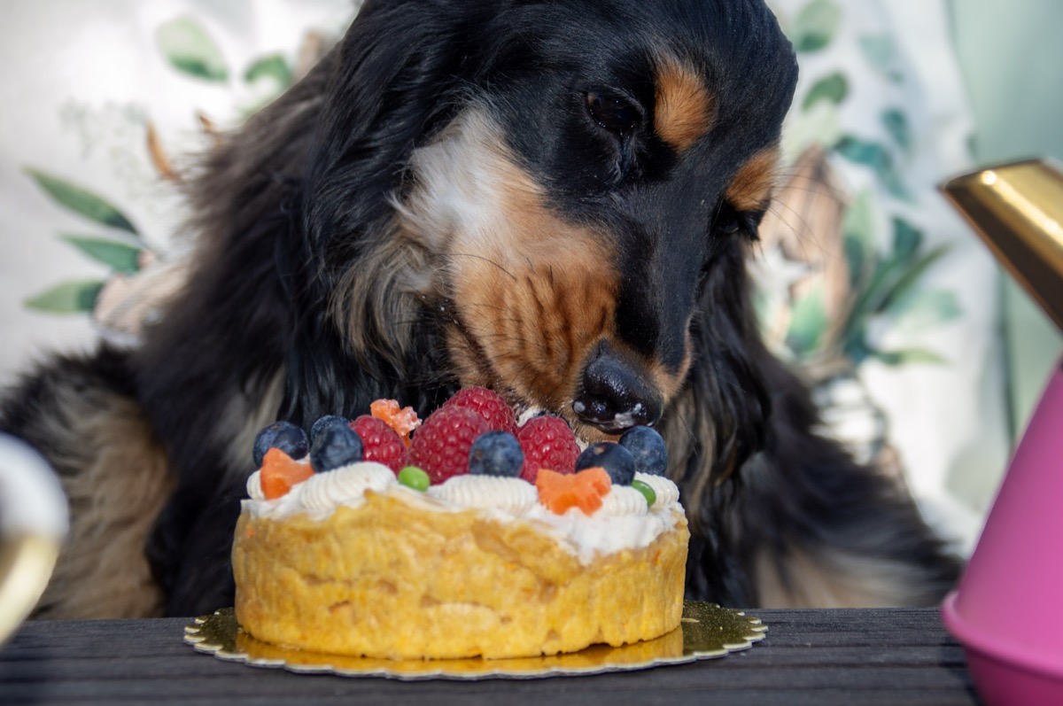 Adelaide le cocker qui deguste son gateau d'anniversaire naturel