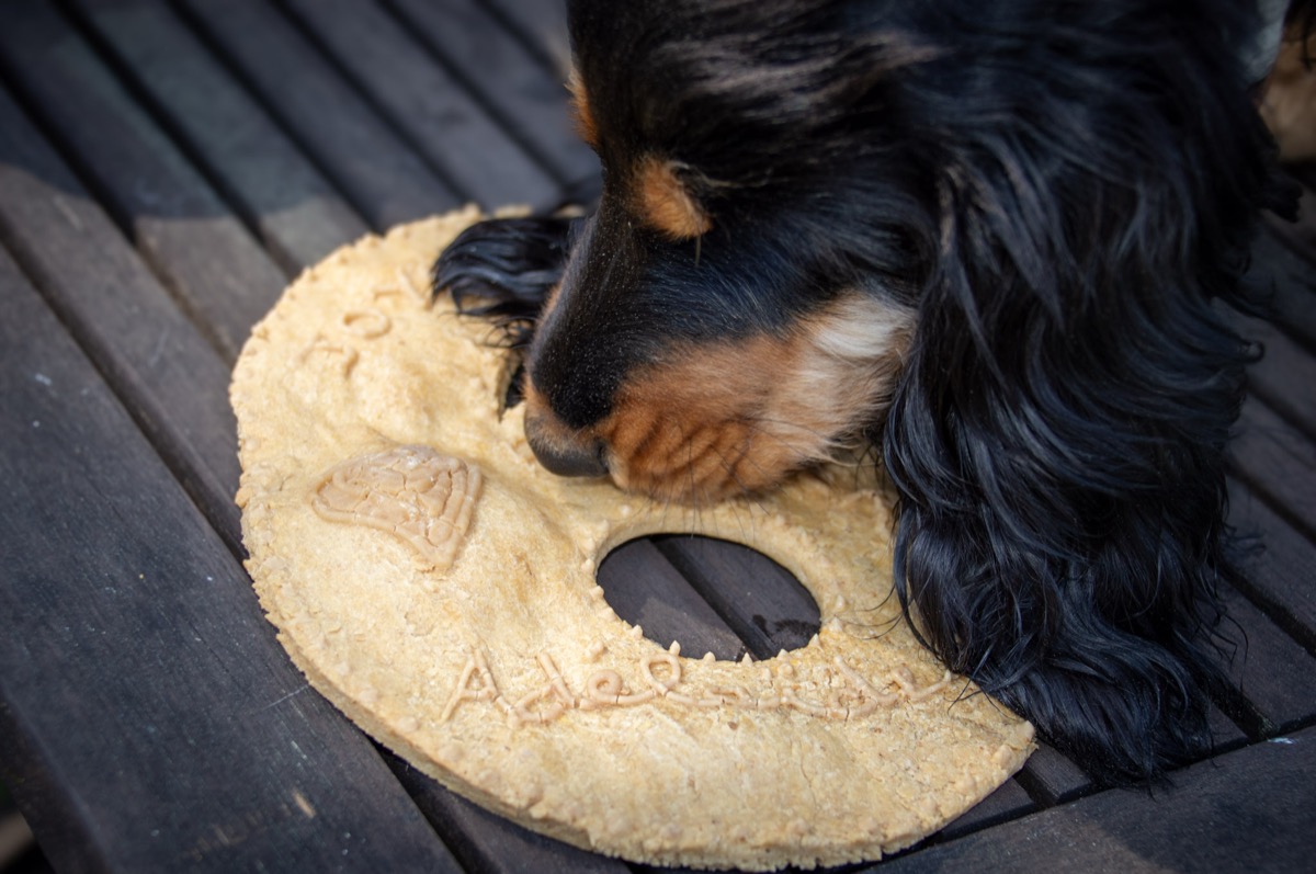 Adélaïde le cocker devant son number cake artisanal personnalisé en forme de chiffre 6