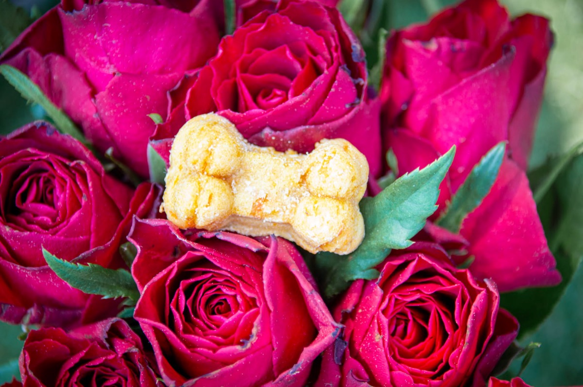 Biscuit artisanal aux fruits frais et légumes pour chien, en forme d'os parmi des roses