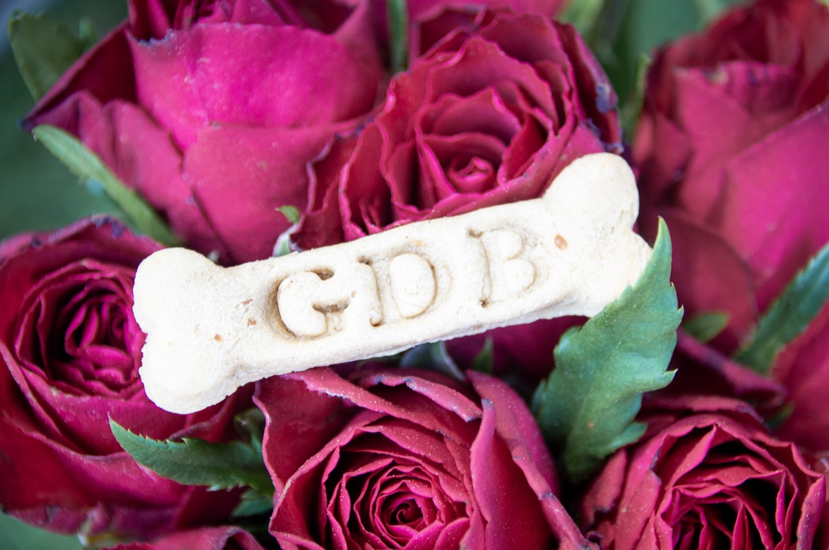 Biscuits secs artisanaux pour chien personnalisés en forme d'os avec les initiales GDB