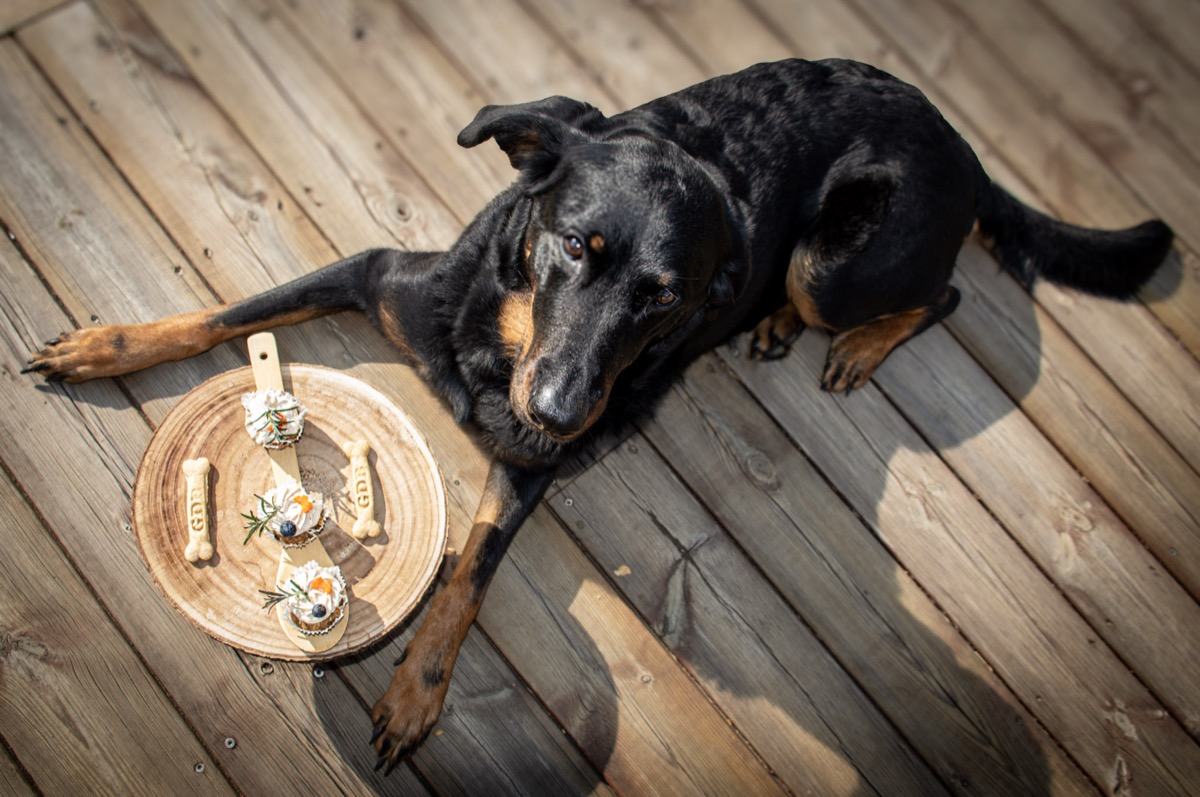 Chien allongé à côté de cupcakes artisanaux sur une planche en bois